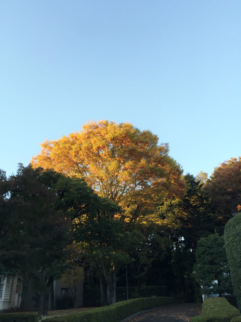 201611江戸東京たてもの園下見のようす