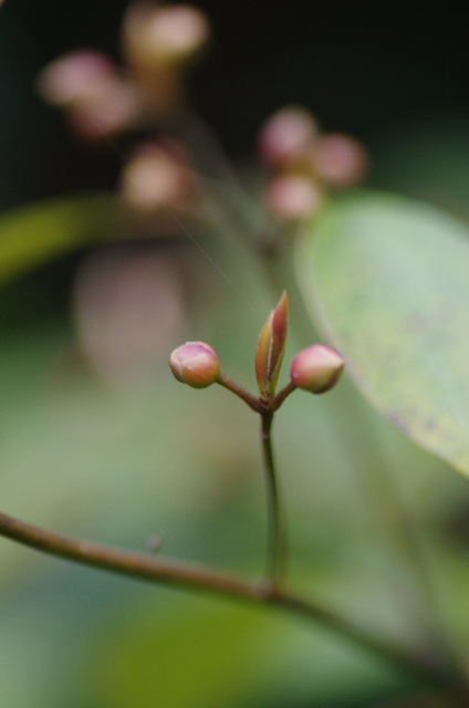 クロモジの冬芽。