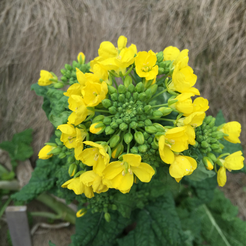 菜の花