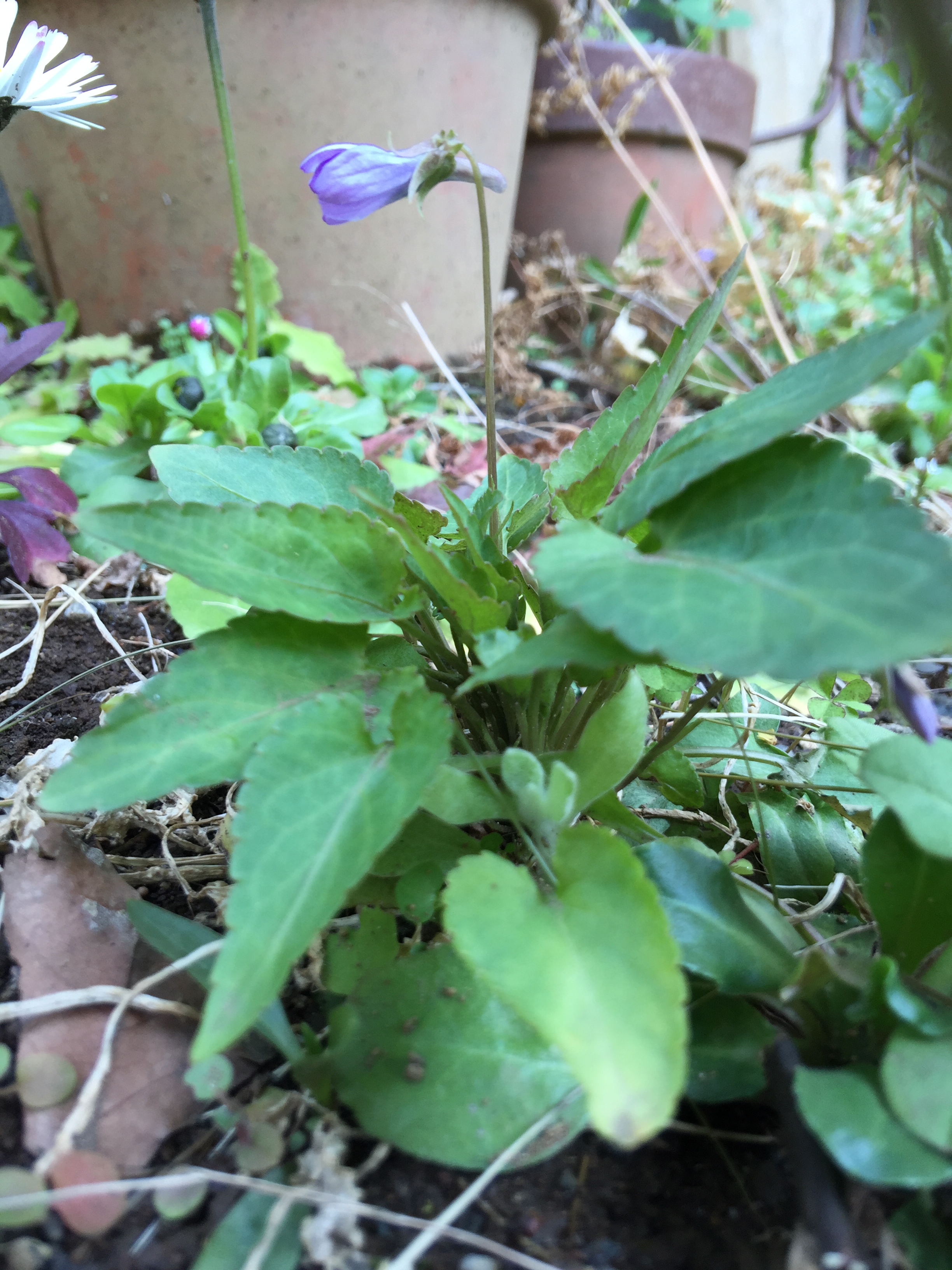 すみれの花