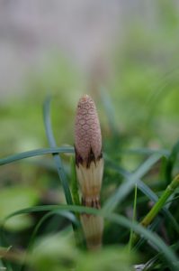 日々のかけら「亀甲模様を見つけた。」