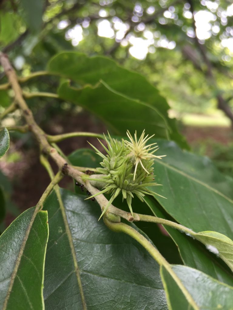 栗の花はすでに落ち、小さな青い実がつき始めている