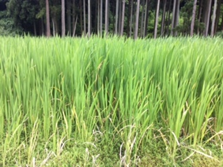 マコモ探索中に三井田さんから送っていただいた新潟県柏崎市のまこも田の画像です