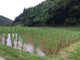 マコモ探索中に三井田さんから送っていただいた新潟県柏崎市のまこも田の画像です