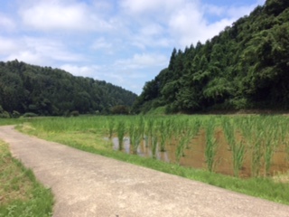 マコモ探索中に三井田さんから送っていただいた新潟県柏崎市のまこも田の画像です