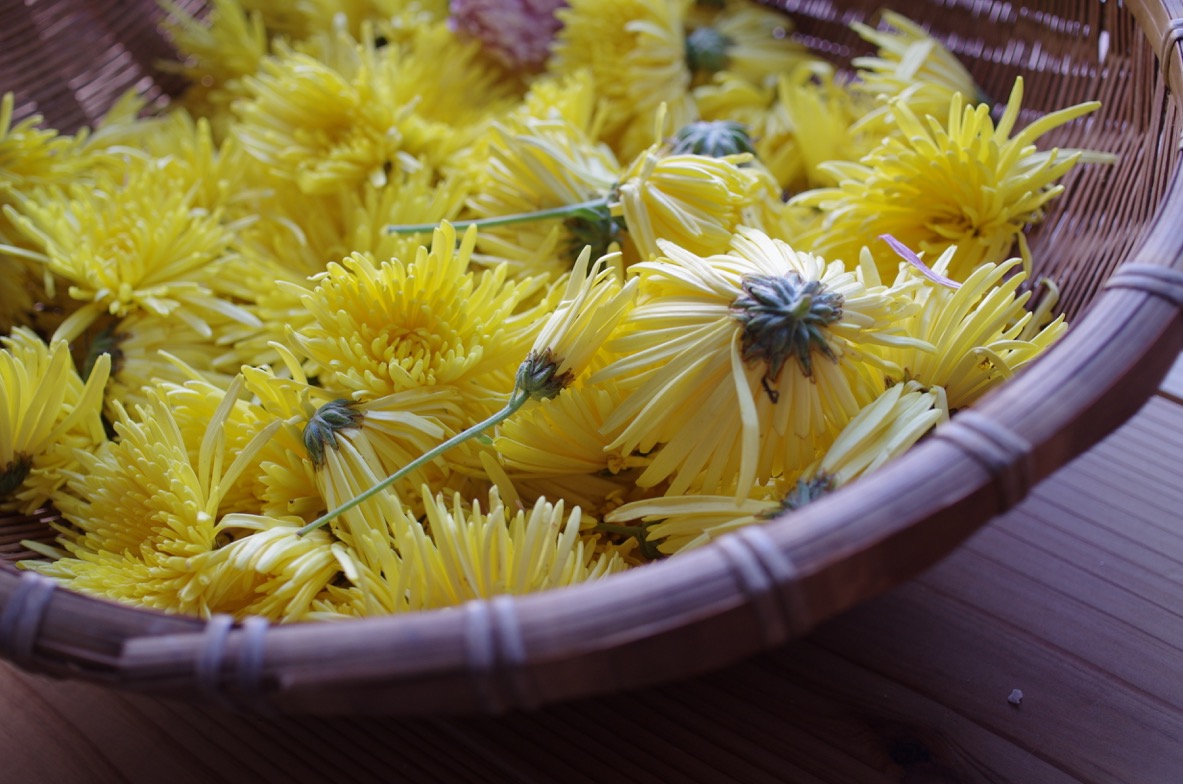 ザルの中の菊の花