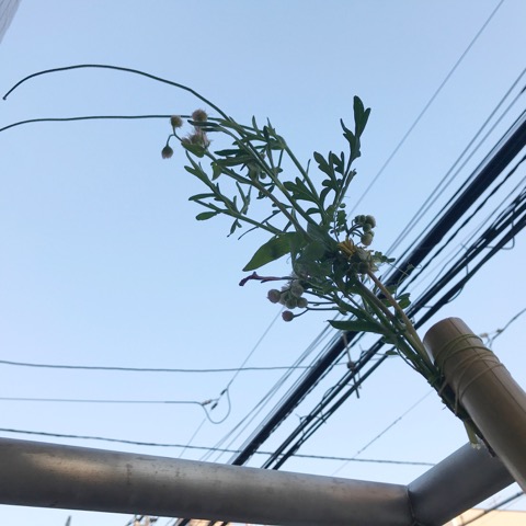 中植さまより送っていただいた画像です